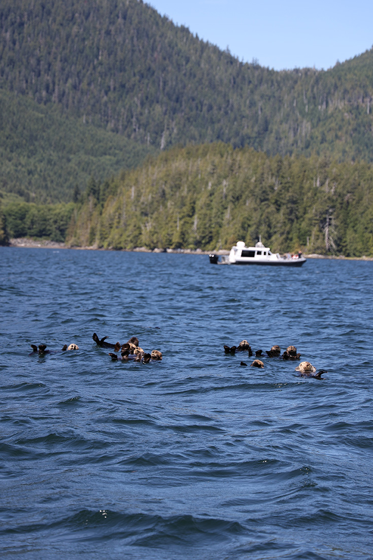 sea otter tofino