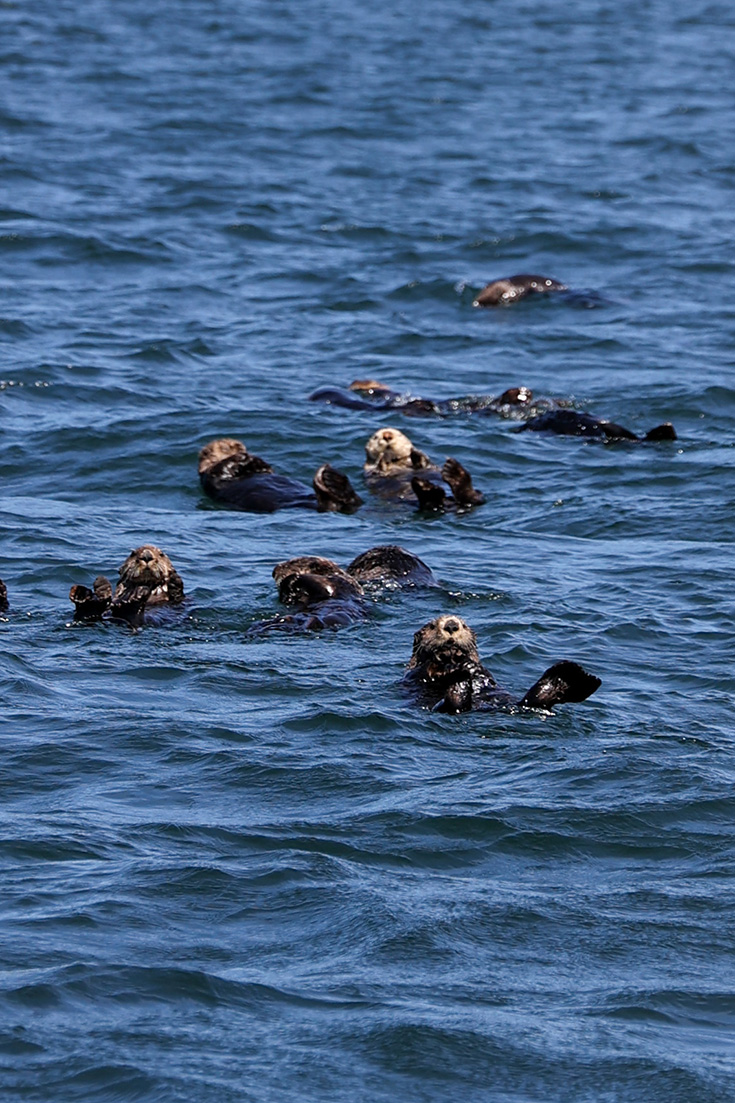 Sea Otter Tofino Tour