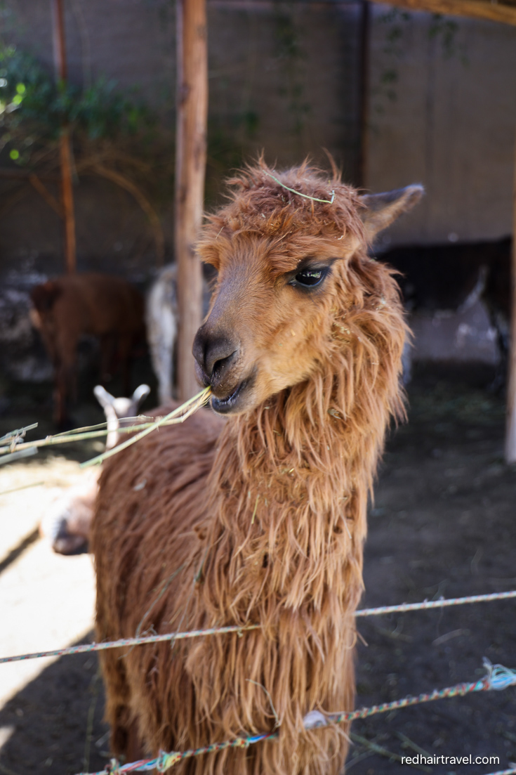 Mundo Alpaca