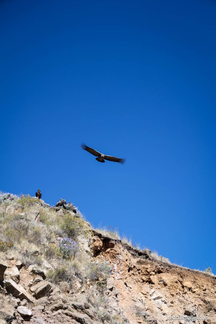 Colca Canyon, what to see in Peru in 2 weeks