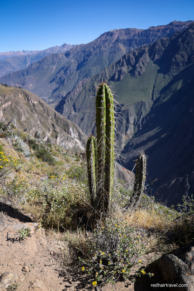 colca canyon